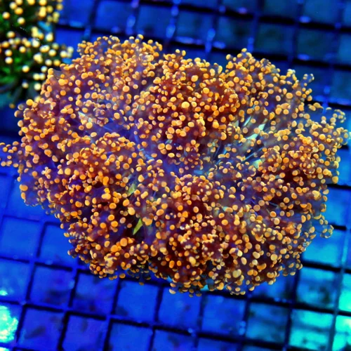 6X5 XXL CENTERPIECE OCTOSPAWN-SERIOUSLY A MINDBLOWER NEON ENON ULTRA MULTICOLORED ORANGE OCTOSPAWN