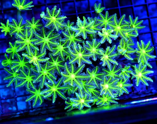 6X5 XXL CLOVE POLYP-SUPER SUPER NEON GREEN CENTERED PERFECT SIZE SHAPE AND COLOR