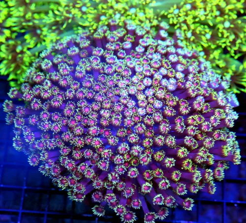 6X6 XXL SHOWPIECE GONIOPORA-SUPER SUPER PURPLE TENTACLED ULTRA RED ALIEN EYED COLLECTORS ITEM GONIOP