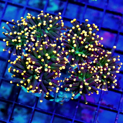 5X4 COLLECTOR ITEM TORCH-HANDPICKED BY SCOTT-I HAVE NEVER SEEN THESE BEFORE-THEY ARE AWESOME