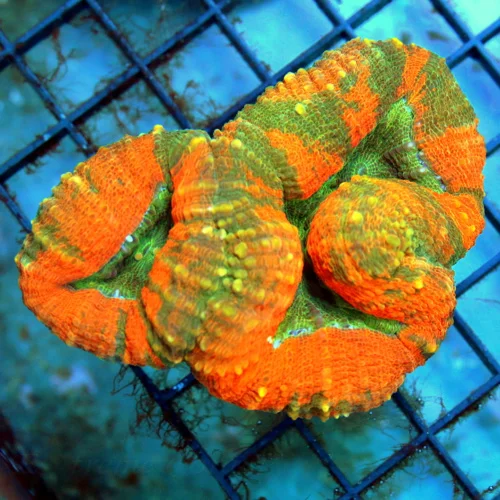 4x3 LOBOPHYLLIA CORAL - BAD TO THE BONE MULTICOLORED ORANGE LOBOPHYLLIA CORAL