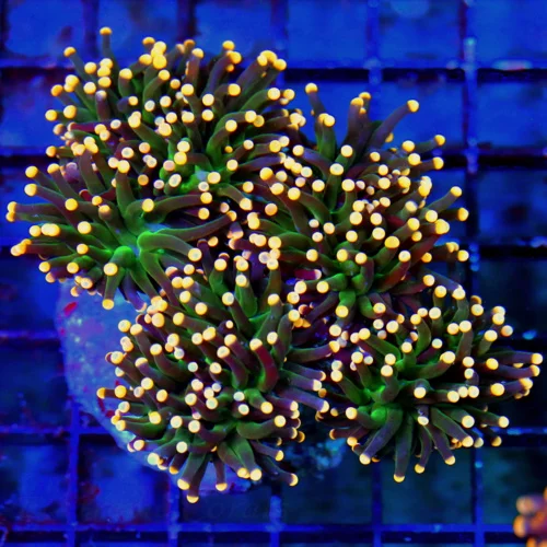 5X5 COLLECTOR ITEM TORCH-HANDPICKED BY SCOTT-I HAVE NEVER SEEN THESE BEFORE-THEY ARE AWESOME