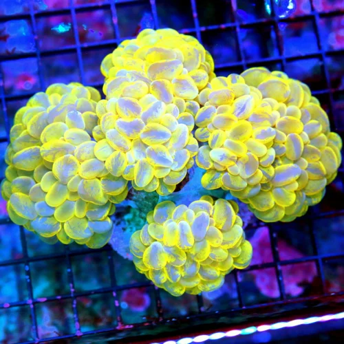 6X5 GIANT ULTRA BRANCHING BUBBLE-THESE ARE IMPOSSIBLE TO GET AND THE COLOR OF THIS ONE IS A 10 OUT O