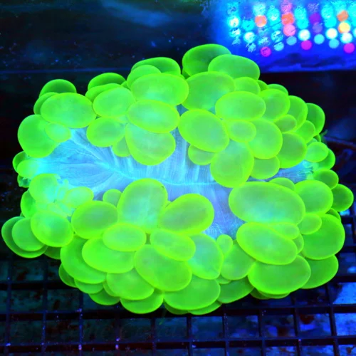 7X6 XXL GIANT CENTERPIECE-HUGE NEON NEON ULTRA GREEN SUPER COLORED PERFECT HANDPICKED INDO BUBBLE