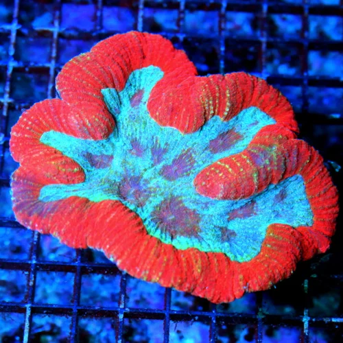 6X5 ULTRA LOBOPHYLLIA-INSANE BLUE CENTERED ULTRA RED SHOWPIECE ULTRA INDO LOBOPHYLLIA