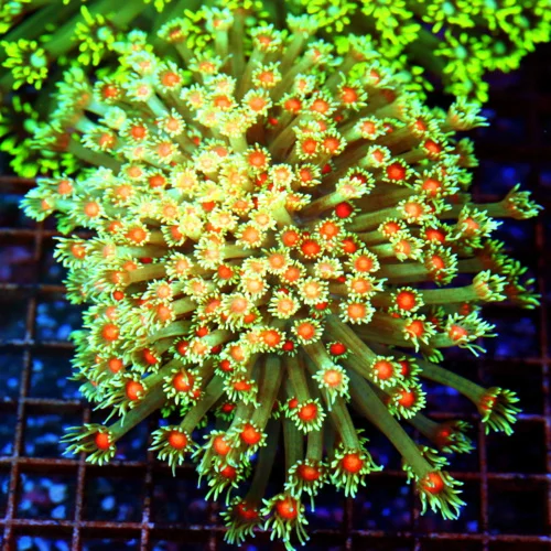 6X6 XXL VERY VERY RARE GONIOPORA-THIS COLOR IS VERY VERY RARE-I ONLY SEE 1 THIS COLOR OUT OF THOUSAN