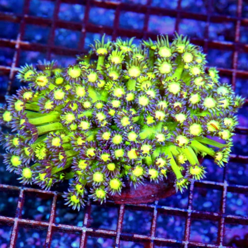 5.5X5 XL ULTRA GONIOPORA-VERY VERY HARD TO GET "GLITTER" GONIOPORA-THIS IS A AWESOME SPECIMEN