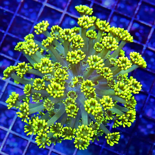 4.5X4.5 ULTRA GONIOPORA-VERY VERY NICE ULTRA FLORESCENT NEON YELLOW INDO GONIOPORA-INCREDIBLE!