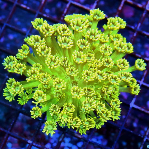 4.5X4.5 ULTRA GONIOPORA-VERY VERY NICE ULTRA FLORESCENT NEON YELLOW INDO GONIOPORA-INCREDIBLE!