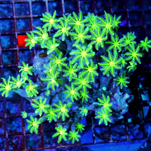 5.5X5 XXL CLOVE POLYP-SUPER SUPER NEON GREEN CENTERED PERFECT SIZE SHAPE AND COLOR