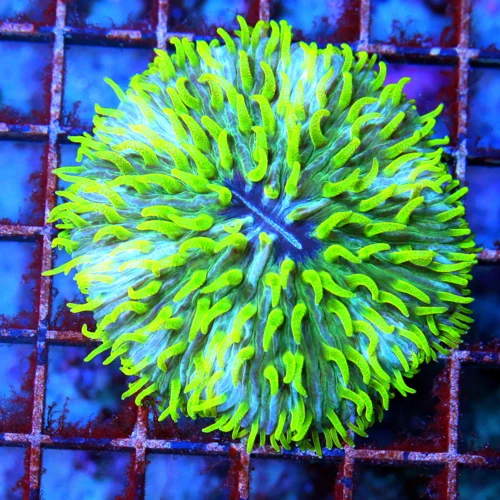 3" PLATE CORAL-AWESOME SUPER NEON GREEN TENTACLED MULTICOLORED BLUE PINWHEEL PLATE CORAL
