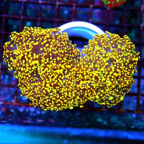 6X5 XXL BRANCHING OCTOSPAWN-EPIC COLOR ULTRA ULTRA ORANGE SHOWPIECE OCTOSPAWN