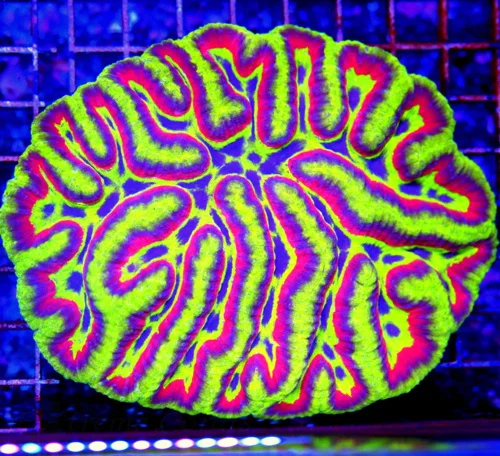 6X5.5 XL LOBOPHYLLIA-THIS IS MY FAVORITE CORAL OF THE DAY-COLOR DOES NOT GET BETTER THAN THIS!!