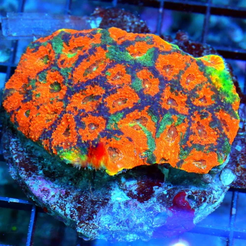 4.5X3.5 ACANTHASTREA ECHINATA-BEAUTIFUL ULTRA ULTRA ORANGE CRUSH ACAN ECHINATA