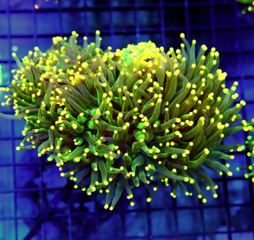 TWO POLYP GRAND MASTER KRAKATOA ZOANTHID FRAG