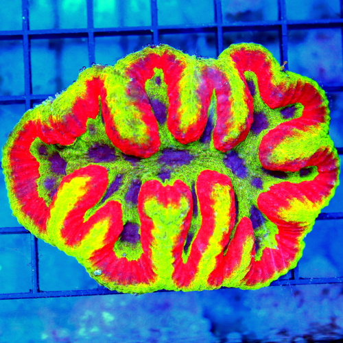 4.5x4.5 SCOTTS HANDPICKED SHOWPIECE ULTRA ZOANTHID COLONY