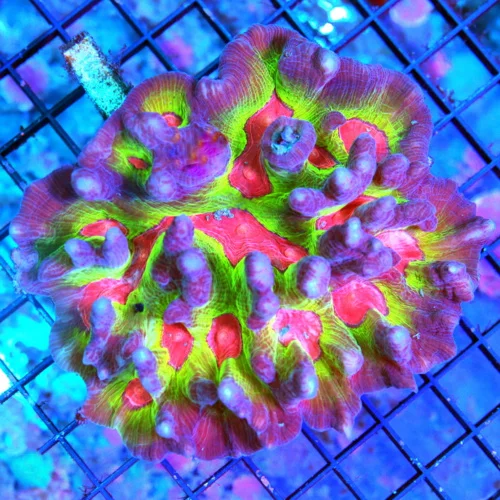 5X5 PECTINIA-SPACE INVADER PECTINIA MORPH COLOR IS AS GOOD AS YOU WILL SEE!!