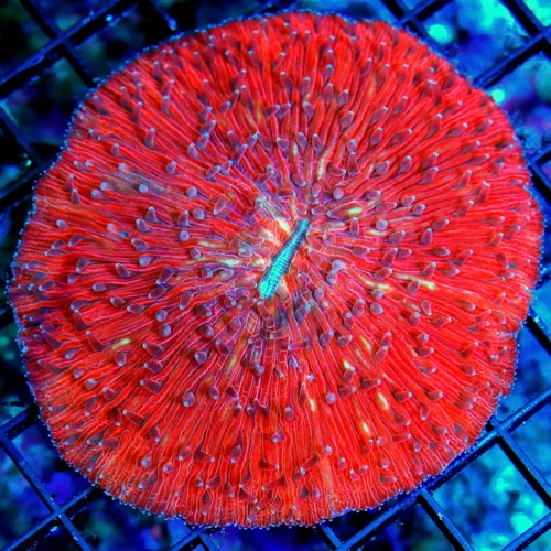 4.5X4.5 XL RED PLATE -COLLECTORS ITEM SUPER RED ULTRA GRADE PLATE CORAL-VERY RARE!