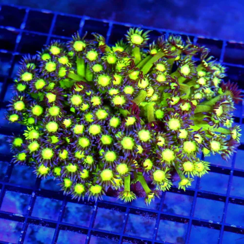 5.5X4.5  XL ULTRA GONIOPORA-VERY VERY HARD TO GET GLITTER GONIOPORA-THIS IS A AWESOME SPECIMEN