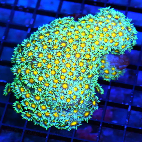 5.5X4 VERY VERY RARE ULTRA GONIOPORA-SUPER SUPER YELLOW EYED INDO GONIOPORA-DONT SEE MANY OF THESE A