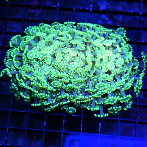 5.5X5 GIANT XL ULTRA GONIOPORA-PINK FLOWERED ULTRA SEAFOAM GREEN BEAUTIFUL INDO ULTRA GONIPORA