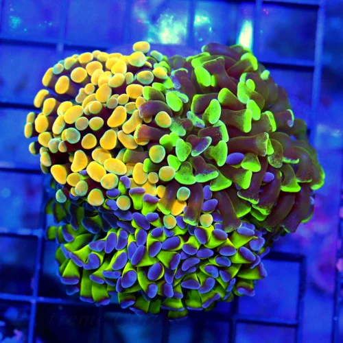 4.5X4.5  BRANCHING HAMMER-VERY VERY NICE MULTICOLORED COMBO BRANCHING HAMMER