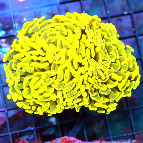 4.5X4 4.5X3 BRANCHING HAMMER-HIGHLIGHTER NEON YELLOW ULTRA COLORED AUSSIE BRANCHING HAMMER