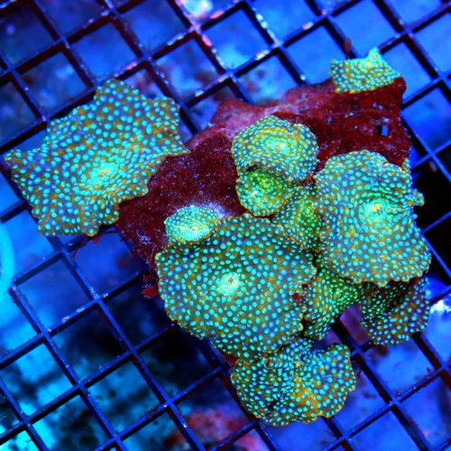 5.5X5 DISCOSOMA MUSHROOM-VERY VERY HARD TO GET INDO ULTRA BLUE SPOTTED DISCOSOMA MUSHROOM-RARE!