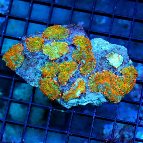 5X4 RHODACTIS MUSHROOM-SUPER MULTICOLORED ORANGE FULLY COVERED RHODACTIS MUSHROOM