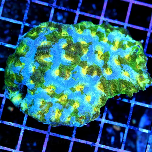 4x4 FAVIA CORAL - SCOTT'S HANDPICKED SUPER COLORED NEVER SEEN BEFORE FAVIA CORAL