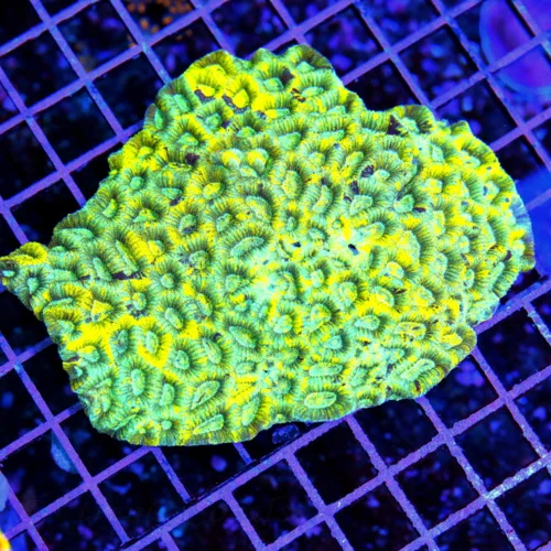 4.5x4 FAVIA CORAL - SUPER NEON YELLOW BLUE AND GREEN FAVIA CORAL
