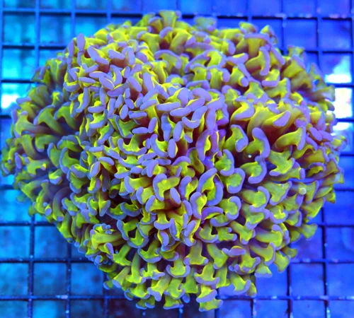 5.5x5 ULTRA HAMMER-GLOWING PURPLE HEADS SCREAMING NEON GREEN TENTACLED ULTRA AUUSIE FAT HEAD HAMMER