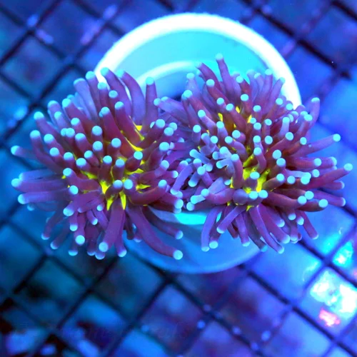 4.5X3 ULTRA COLLECTOR TORCH-I ONLY HAVE EVER SEEN 2 THIS COLOR AND I BOUGHT THEM BOTH!!