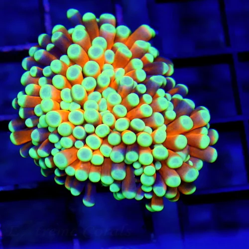 GOLD TORCH-AUSSIE ULTRA ULTRA COLOR VERY VERY NICE SHOWPIECE