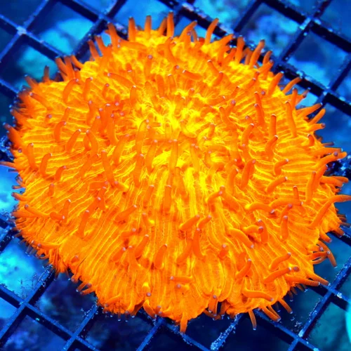 4.5X4.5 PLATE CORAL-XL NEON ORANGE MELTING POT INDO PLATE CORAL