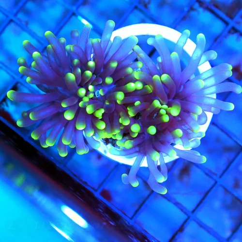 2.5 TORCH CORAL - SUPER GREEN TIPPED UNUSUAL COLORED TORCH CORAL