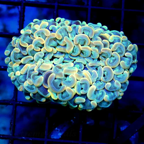 3 HAMMER CORAL - VERY VERY UNUSUAL MULTICOLORED BLUE ORANGE TIPPED HAMMER CORAL