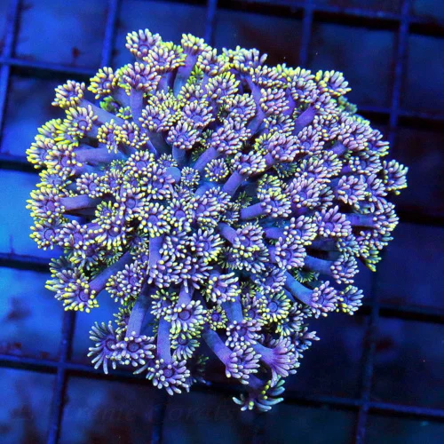 3.5 GONIOPORA CORAL - ULTRA COLORED VERY NICE BI-COLORED GONIOPORA CORAL