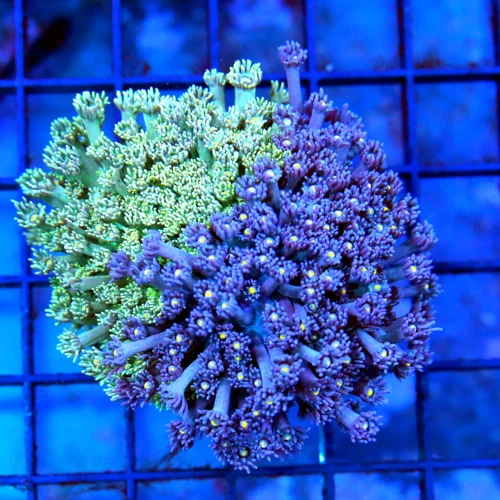 3.5 COMBO GONIOPORA CORAL - TWO GONIOPORA FOR THE PRICE OF ONE! BI-COLORED PURPLE/GREEN