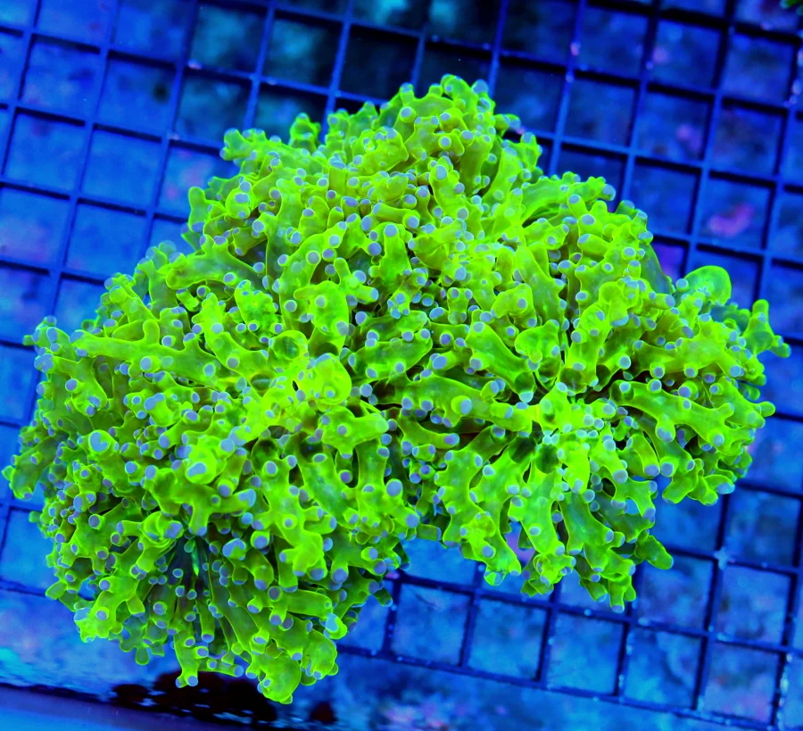 7.5x7 XXL FROGSPAWN-CENTERPIECE NEON TOXIC GREEN BRANCHING SUPER BLUE TIPPED OG FROGSPAWN