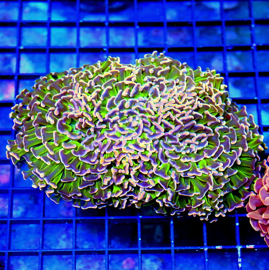 6.5X4.5 XL HANDPICKED BY SCOTT-ULTRA ULTRA COLORED AUSSIE HAMMER-THIS IS A UNREAL COLORED AUSSIE HAM