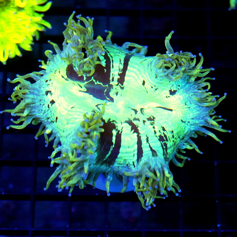 5x4 "BLUE ELEGANCE" THIS IS A SUPER SUPER BAD TO THE BONE INDO SUPER RARE BLUE ELEGANCE