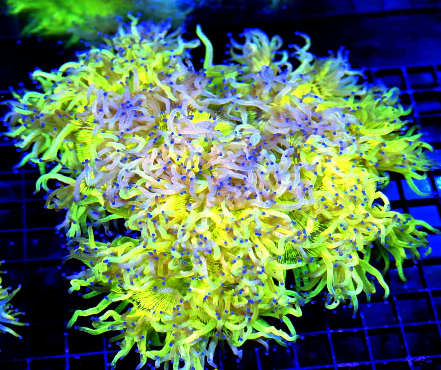 10X10 GIANT CENTERPIECE-ONE OF THE VERY NICEST ELEGANCE YOU WILL EVER SEE!!