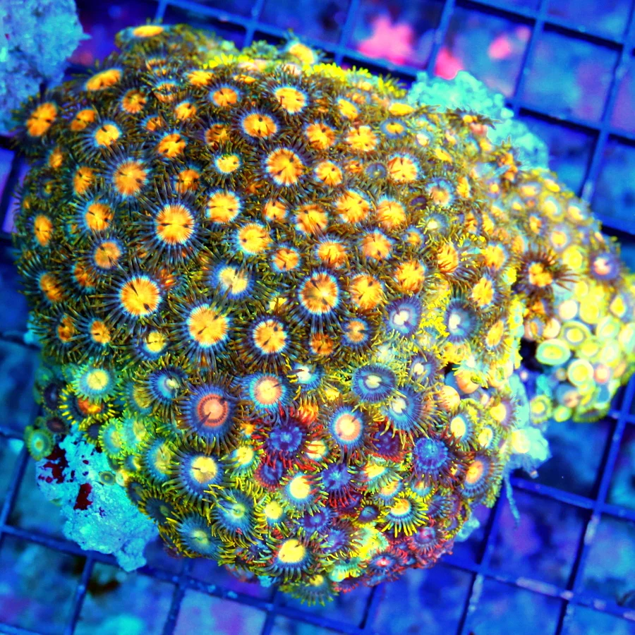 5X5 ULTRA INDO ZOANTHID-MULTICOLORED ULTRA GRADE SUPER SUPER RARE ZOANTHID POLYP ROCK-VERY RARE COLO