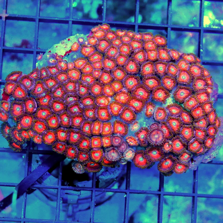 4.5X4 ULTRA INDO ZOANTHID-SUPER NICE COLOR-I LOVE THESE ZOOS!!