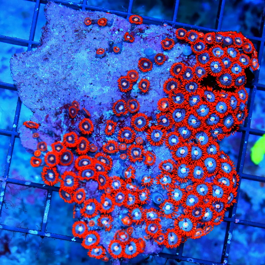 4.5X4 ULTRA ZOANTHIDS-ULTRA COLORED ULTRA GRADE INDO ZOANTHID COLONY-SUPER INTENSE COLOR!!