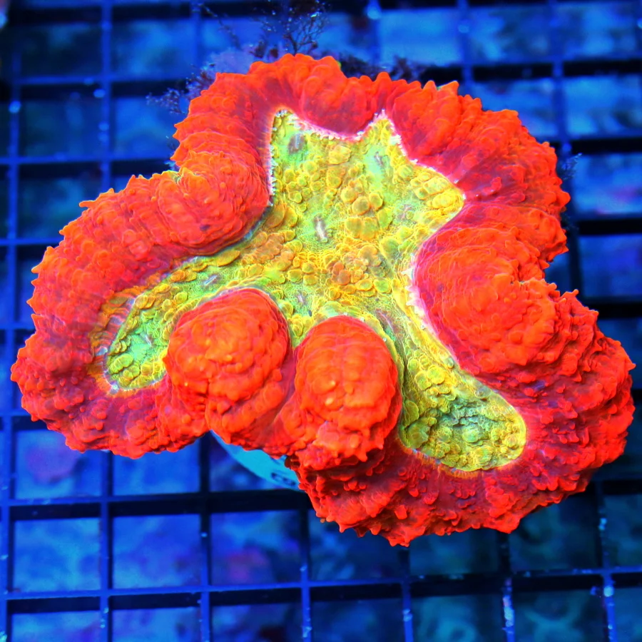 5.5X5 ULTRA INDO LOBOPHYLLIA-CHECK THIS OUT!! YOU WILL NOT SEE A BETTER LOOKING LOBO THAN THIS ANYTI