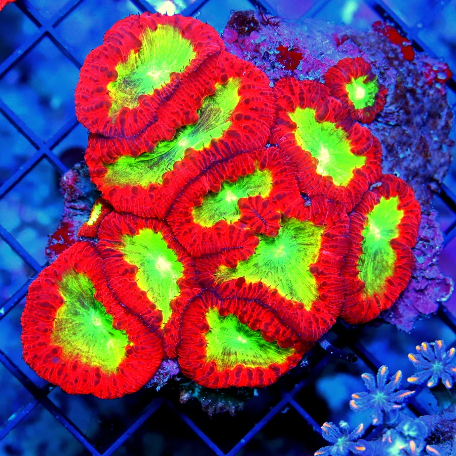 5X4 XL BLASTOMUSSA WELLSI-XL ULTRA GRADE INDO BLASTOMUSSA-VERY VERY VERY RARE!!!