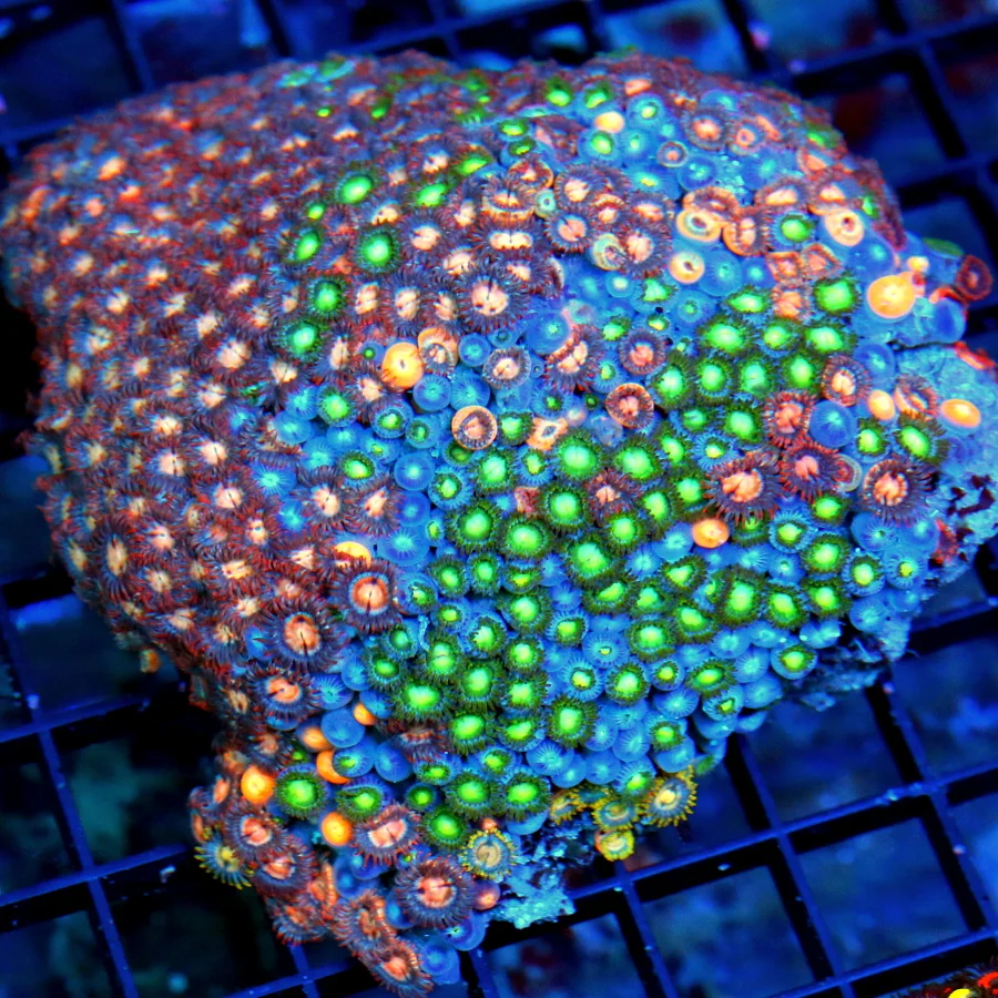 4.5X4.5 MULTICOLORED ULTRA GRADE INDO ZOANTHID COLONY-PERFECT SIZE SHAPE AND COLOR!!