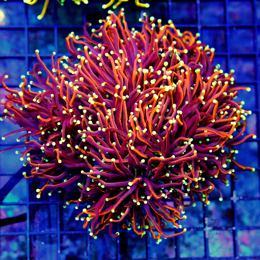 5.5X5.5 GINAT XXL ULTRA ULTRA GRADE CENTERPIECE INDO DRAGON SOUL TORCH-THIS IS A EPIC XXL CENTERPIEC